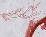 Mycena leptocephala image