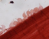 Mycena leptocephala image