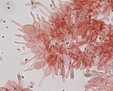 Mycena leptocephala image