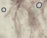 Mycena leptocephala image
