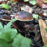 Macrocystidia cucumis image