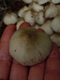 Termitomyces clypeatus image