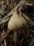 Termitomyces clypeatus image