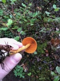 Cortinarius croceus image