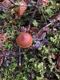 Cortinarius croceus image