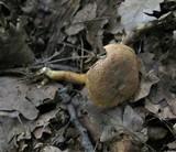 Boletus subtomentosus image