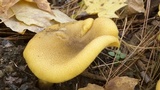 Tricholomopsis decora image
