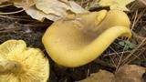 Tricholomopsis decora image