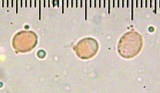Tricholoma griseoviolaceum image