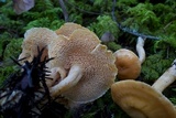 Hydnum oregonense image