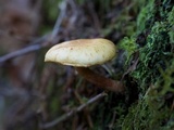 Hypholoma capnoides image