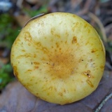 Hypholoma capnoides image
