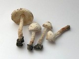 Cystolepiota pulverulenta image