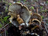 Hypholoma capnoides image