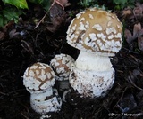 Amanita pantherinoides image