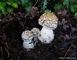 Amanita pantherinoides image