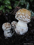 Amanita pantherinoides image