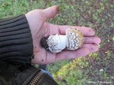 Amanita pantherinoides image
