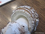 Amanita pantherinoides image