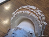 Amanita pantherinoides image