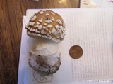 Amanita pantherinoides image