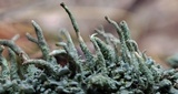 Cladonia ochrochlora image
