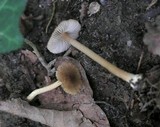 Inocybe phaeoleuca image