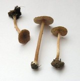 Inocybe phaeoleuca image