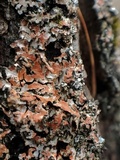 Phaeophyscia rubropulchra image