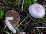 Inocybe lilacina image