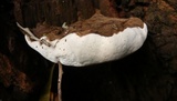 Ganoderma australe image