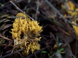 Phaeoclavulina myceliosa image
