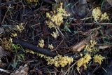 Phaeoclavulina myceliosa image