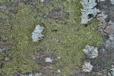 Hyperphyscia syncolla image