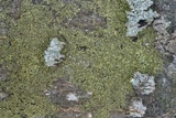 Hyperphyscia syncolla image