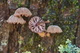 Mycena corticola image