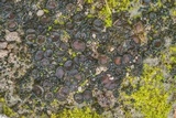 Collema tenax var. tenax image