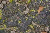 Collema tenax var. tenax image