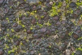 Collema tenax var. tenax image