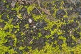 Collema tenax var. tenax image