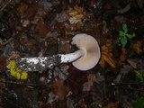 Cortinarius alboviolaceus image