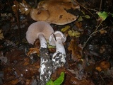 Cortinarius alboviolaceus image