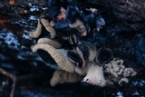 Ionomidotis irregularis image