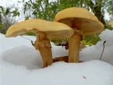 Phaeolepiota aurea image