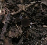 Lanzia echinophila image