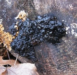 Exidia nigricans image