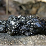 Exidia nigricans image