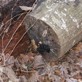 Exidia nigricans image