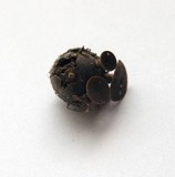 Lanzia echinophila image