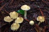 Inocybe kauffmanii image